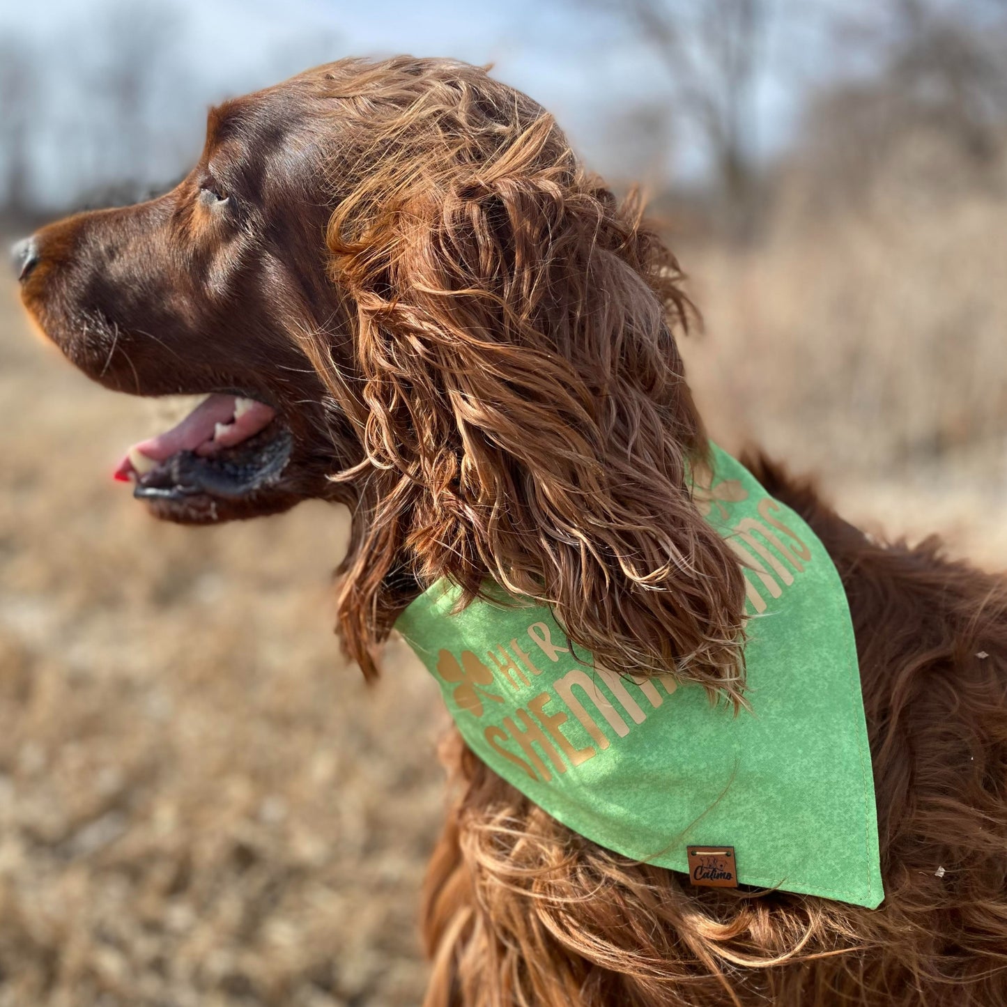 Here for the Shenanigans Snap-On Pet Bandana