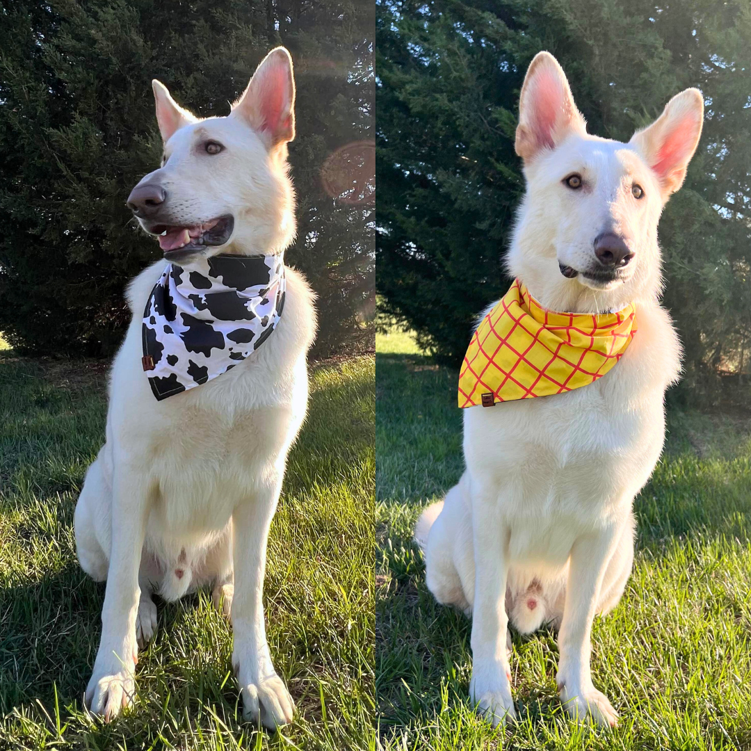 Reach for the Sky Snap on Pet Bandana