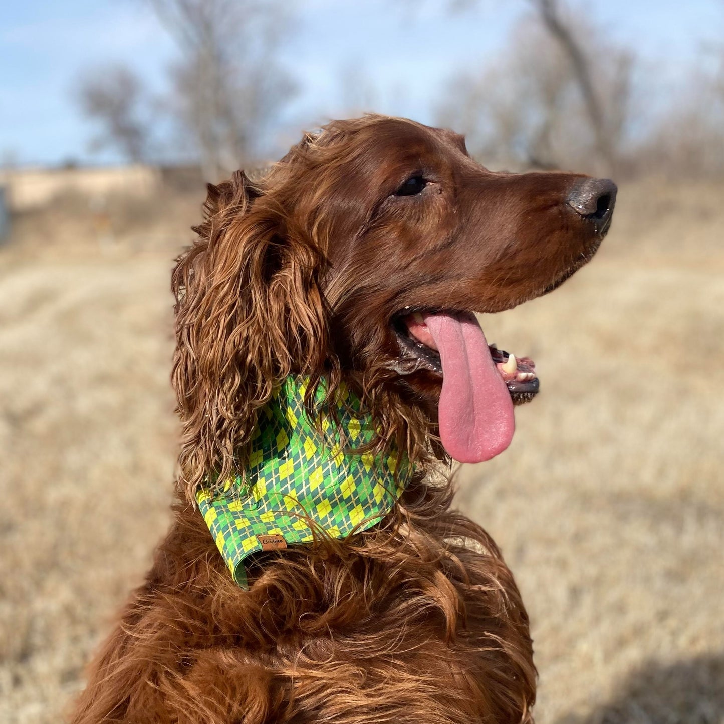 Here for the Shenanigans Snap-On Pet Bandana