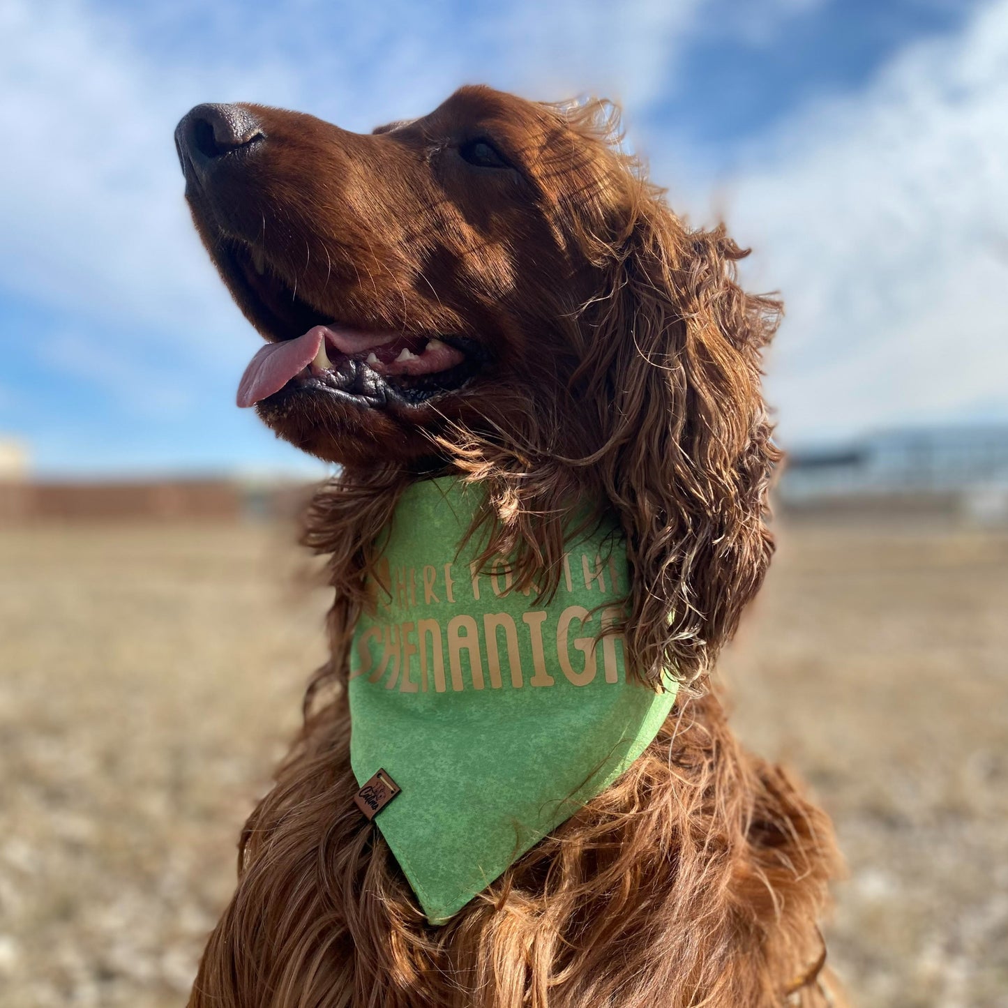 Here for the Shenanigans Snap-On Pet Bandana
