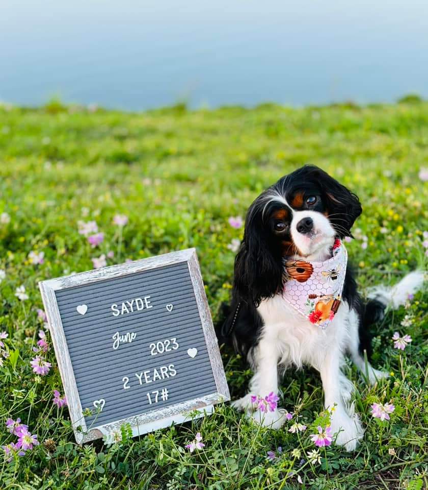Beekeeper's Paradise Snap On Pet Bandana
