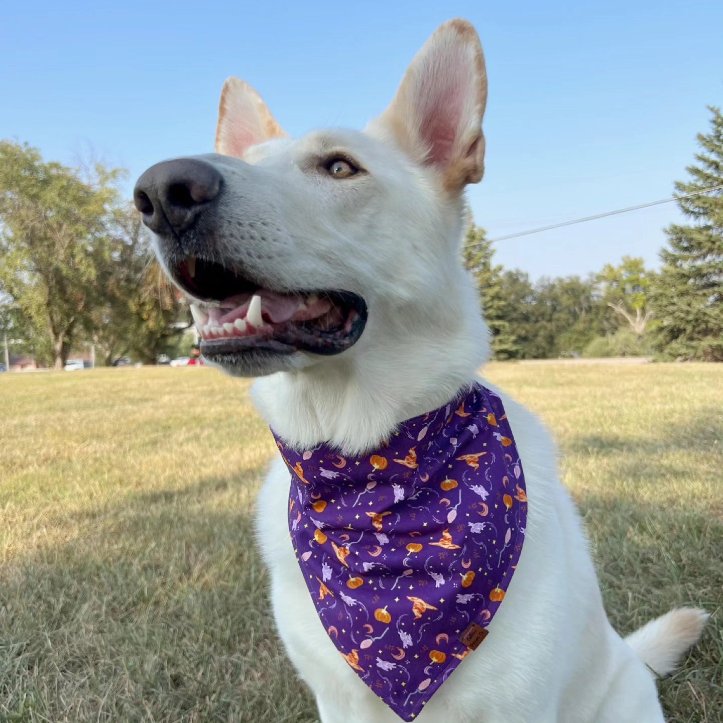 Witches & Wizards Snap-On Pet Bandana