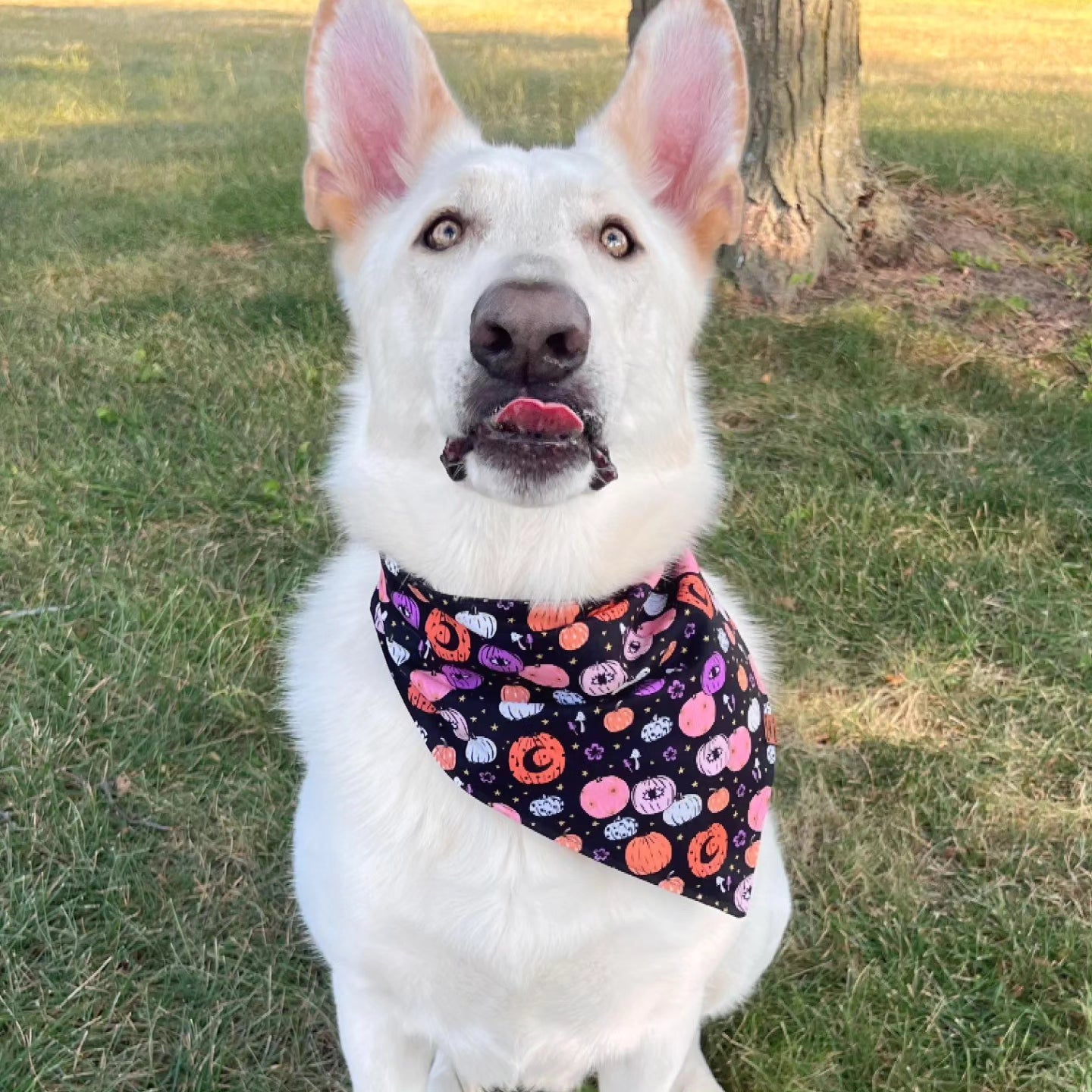 Witchy Pumpkins Snap-On Pet Bandana