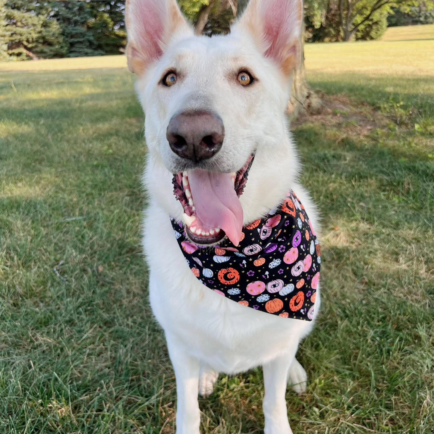 Witchy Pumpkins Snap-On Pet Bandana