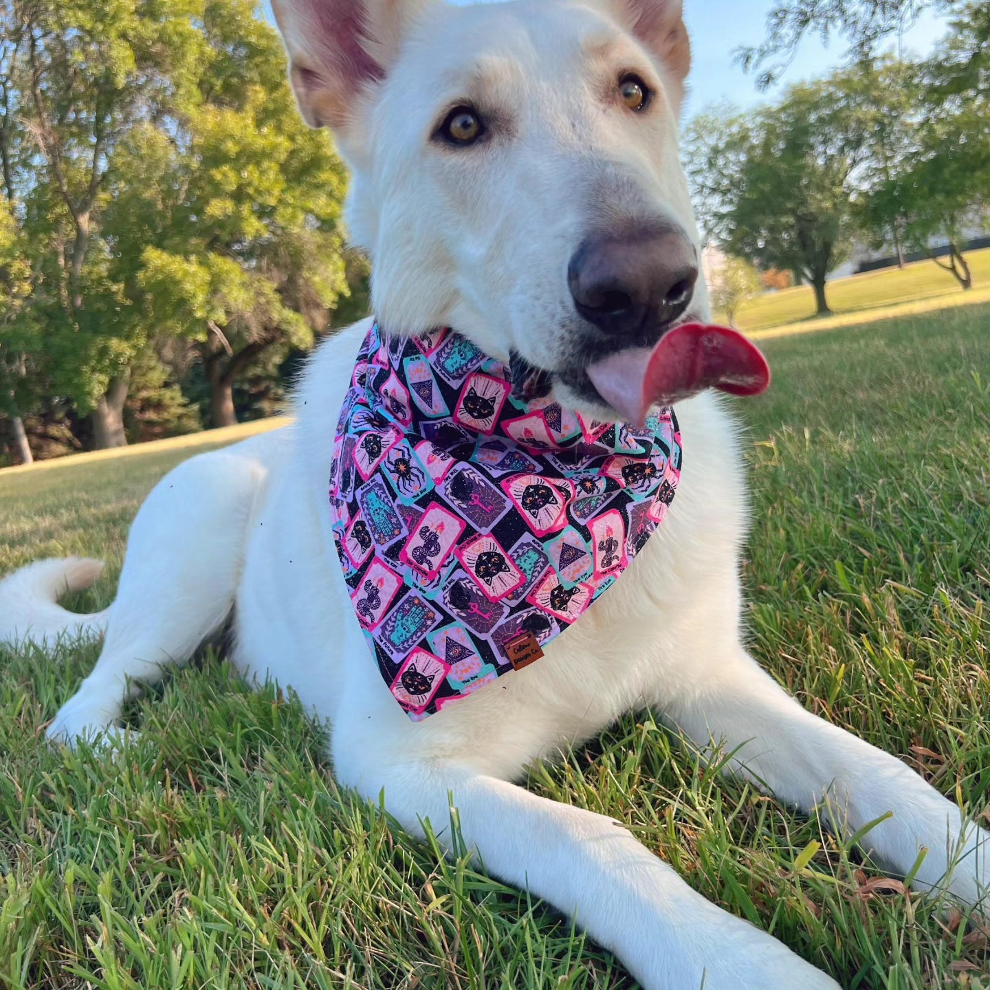 Fur-tune Teller Snap-On Pet Bandana