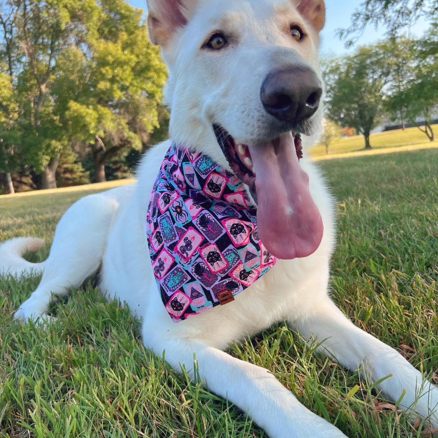 Fur-tune Teller Snap-On Pet Bandana
