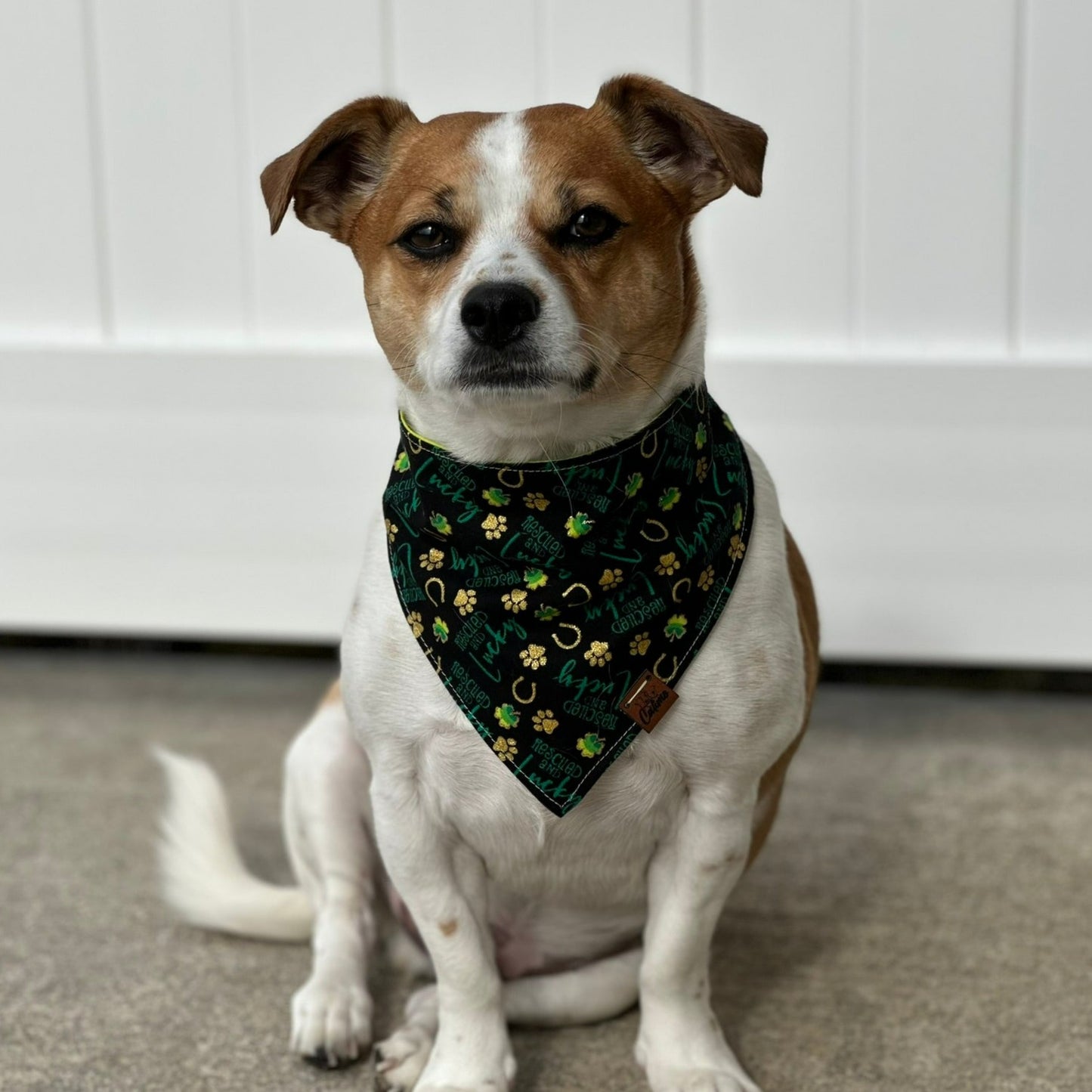Rescued and Lucky Snap On Pet Bandana