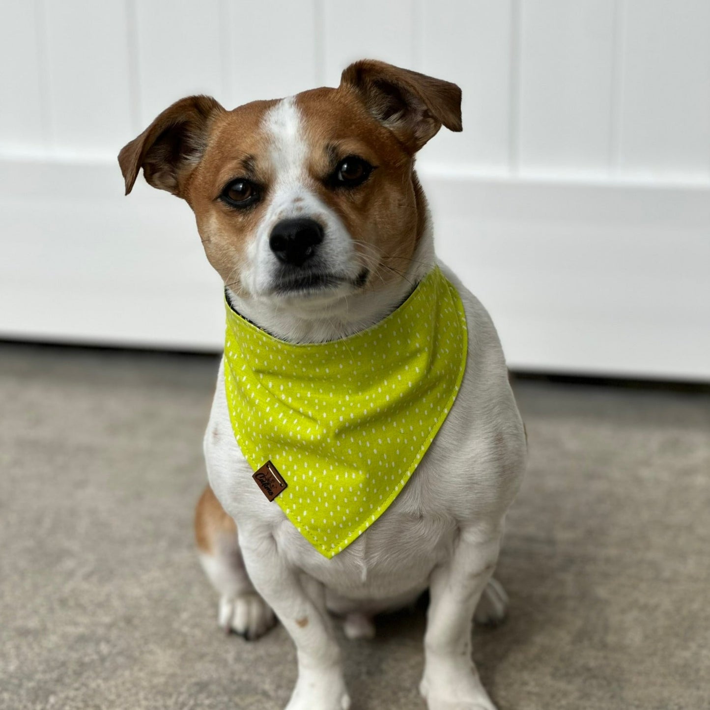 Rescued and Lucky Snap On Pet Bandana