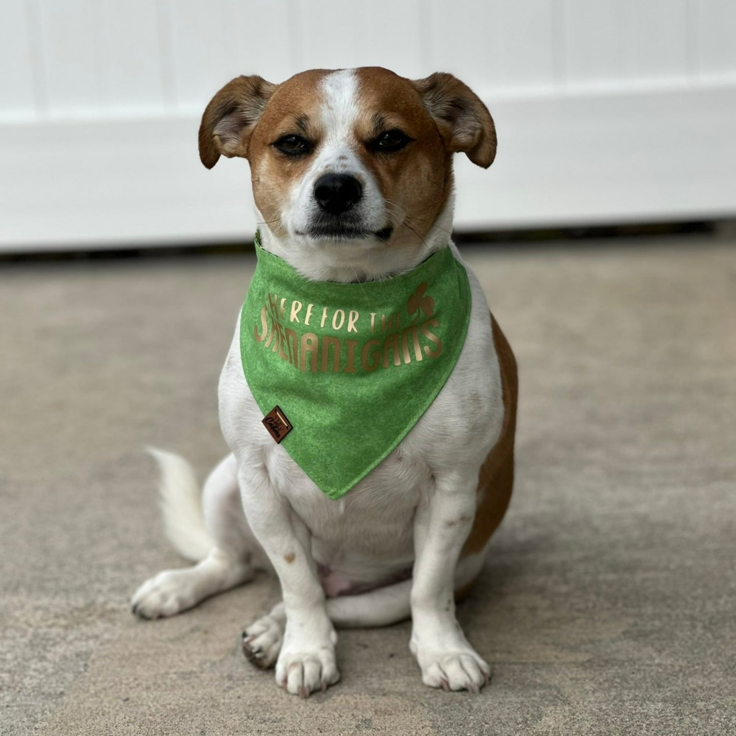 Here for the Shenanigans Snap-On Pet Bandana
