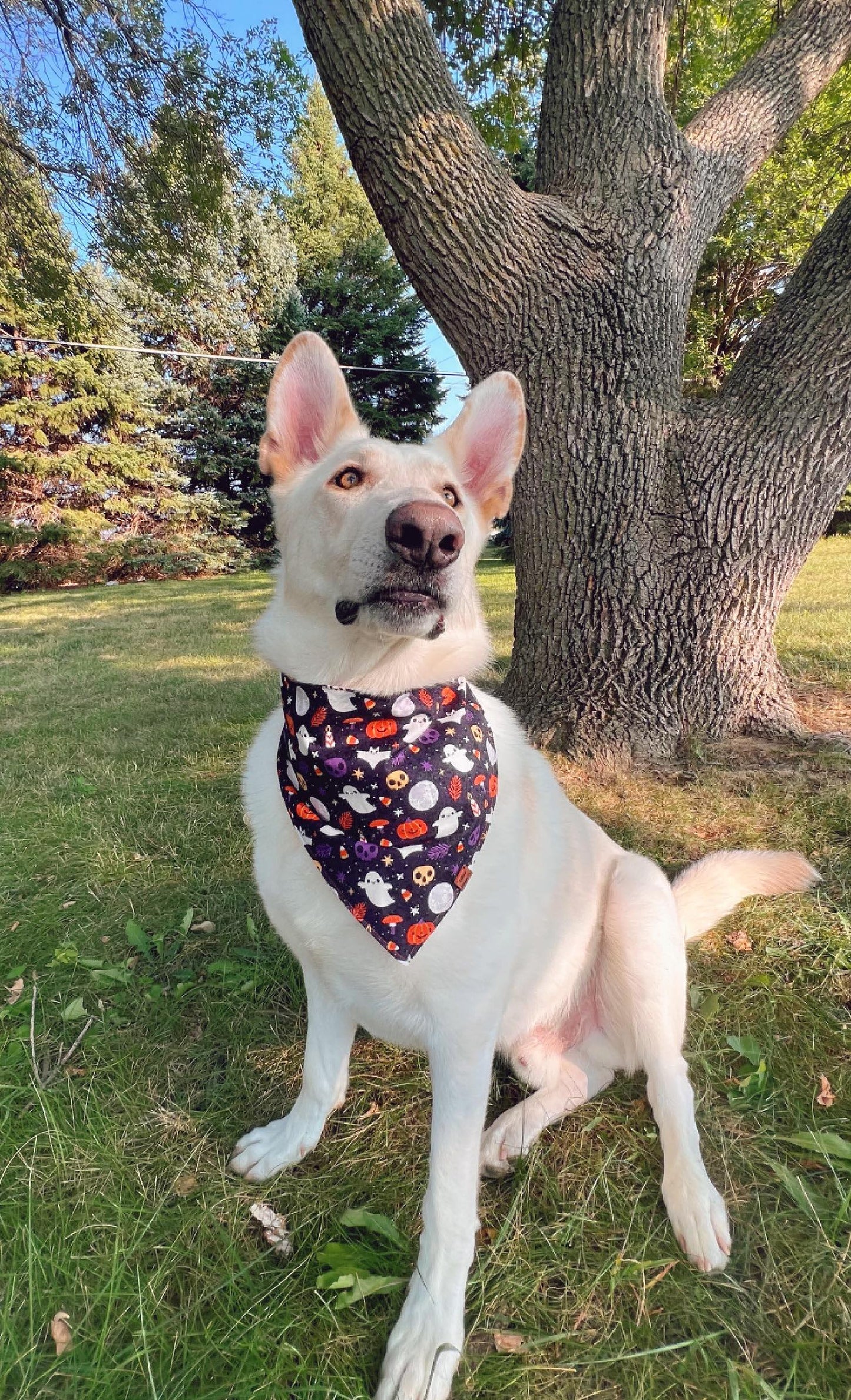 Boo Crew Snap-On Pet Bandana