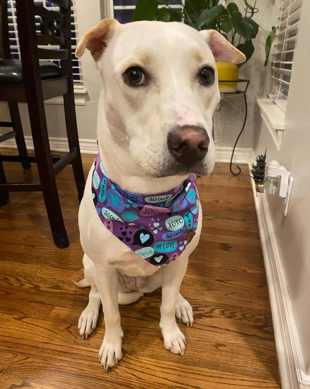 Love Notes Snap On Pet Bandana