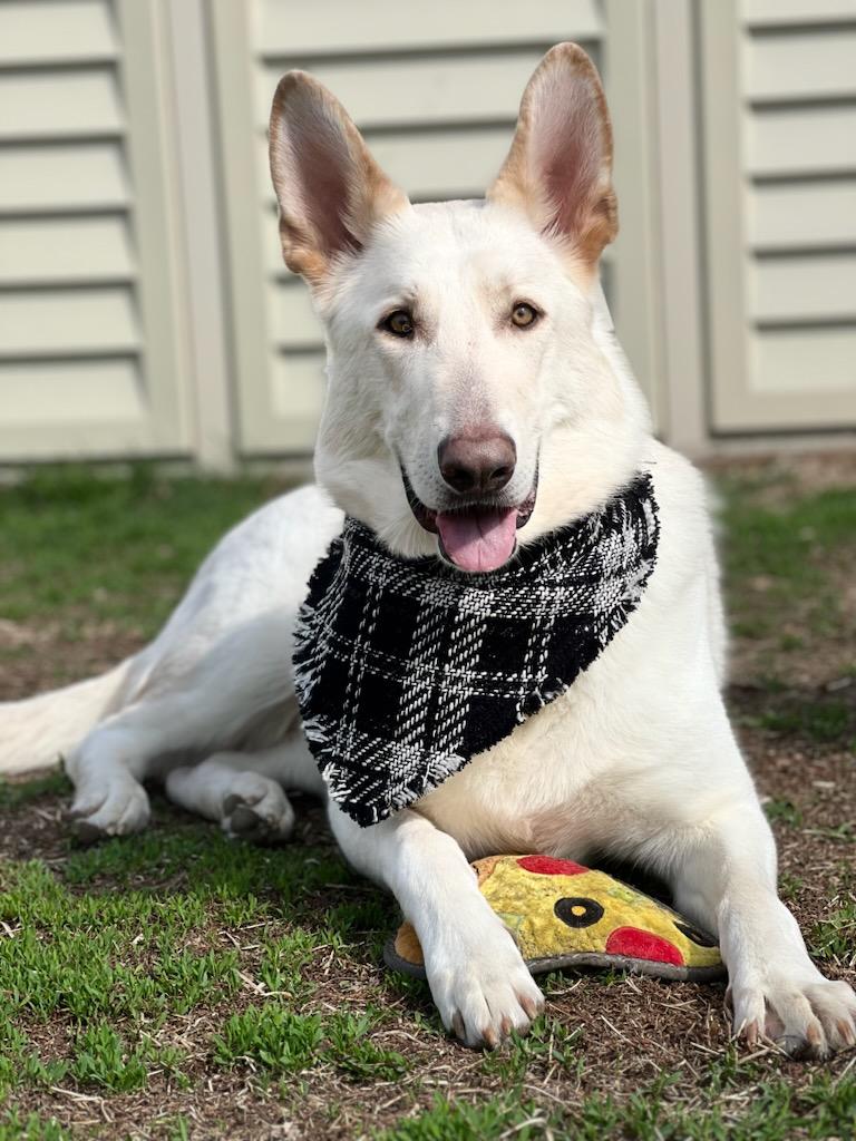 Black and White Plaid Fray Snap On Pet Bandana